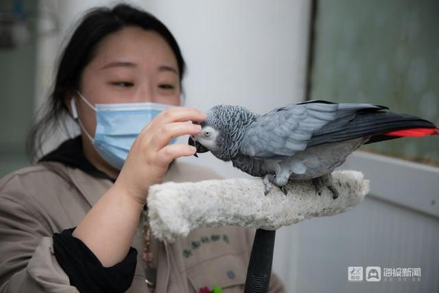95后女孩辞职训鹰