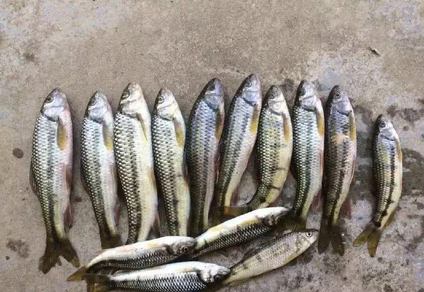 钓石斑鱼的技巧全攻略